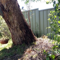 leaning-tree-with-lifted-root-plate