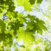 maple leaves
