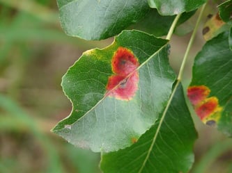 Irregular Colouring on a pear leaf may indicate a pathogen