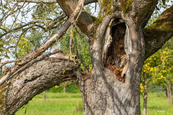 rotten-apple-tree-with-cavity