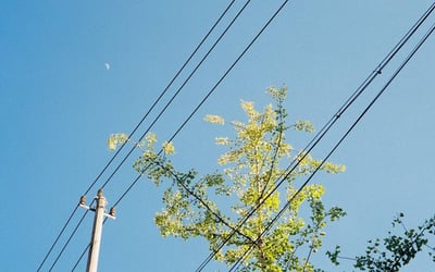 tree-touching-power-line