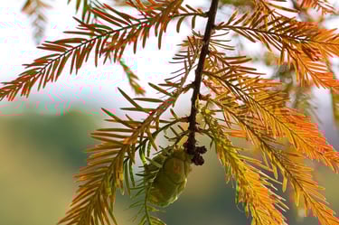 Branch dieback can be an indicator of a tree disease