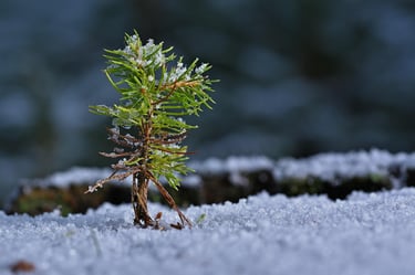 Small sapling struggling in the cold weather. Cold damage can result in stunted growth.
