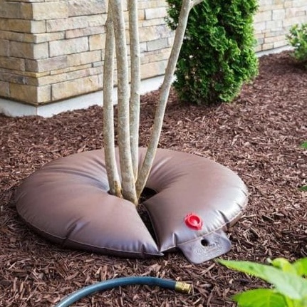 Donut style watering bag is installed to help homeowners efficiently and effectively water their trees.