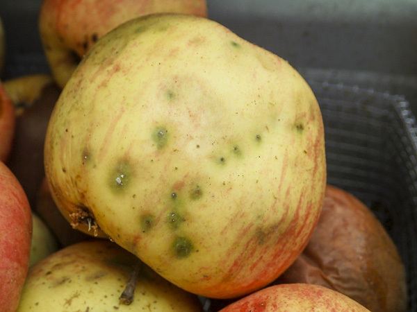 Apple maggot oviposition sites (image source: WSU Extension)