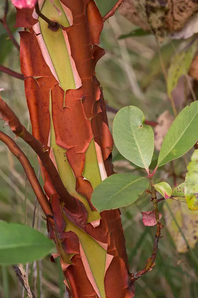 Hugging the Arbutus tree