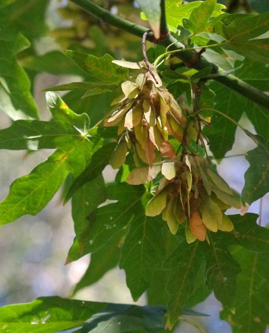 Close up of maple foliage with samaras (seeds)