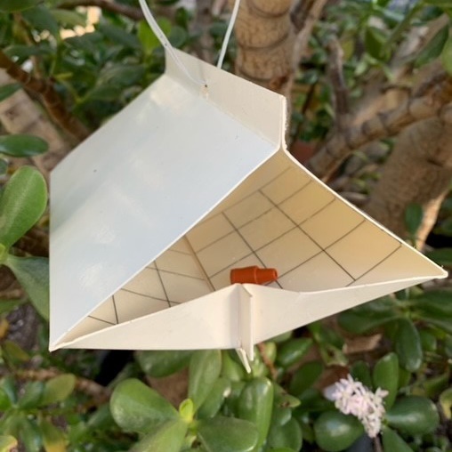 Image of codling moth delta trap with pheremone lure