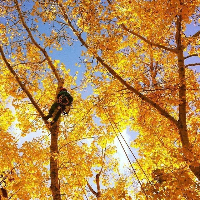 Climbing arborist in a tree performing pruning work Climbing arborist in a tree performing pruning work
