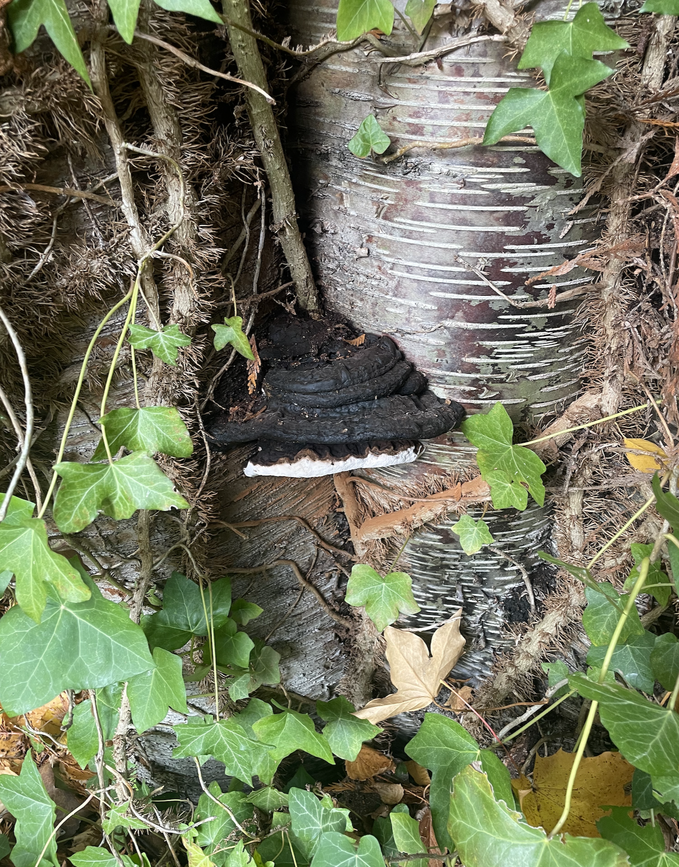 Ganoderma sp. on the base of a birch tree covered in ivy.