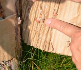 A worker unwrapping a corrugated paper tree trunk band with codling moth pupae (Image Soucre: Okanagan-Kootenay Sterile Insect Release Program)
