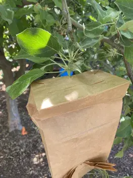 Paper bag fitted over an apple at the stem, used to protect the fruit from pests and environmental damage. (Image Source: UC Agriculture & Natural Resources)