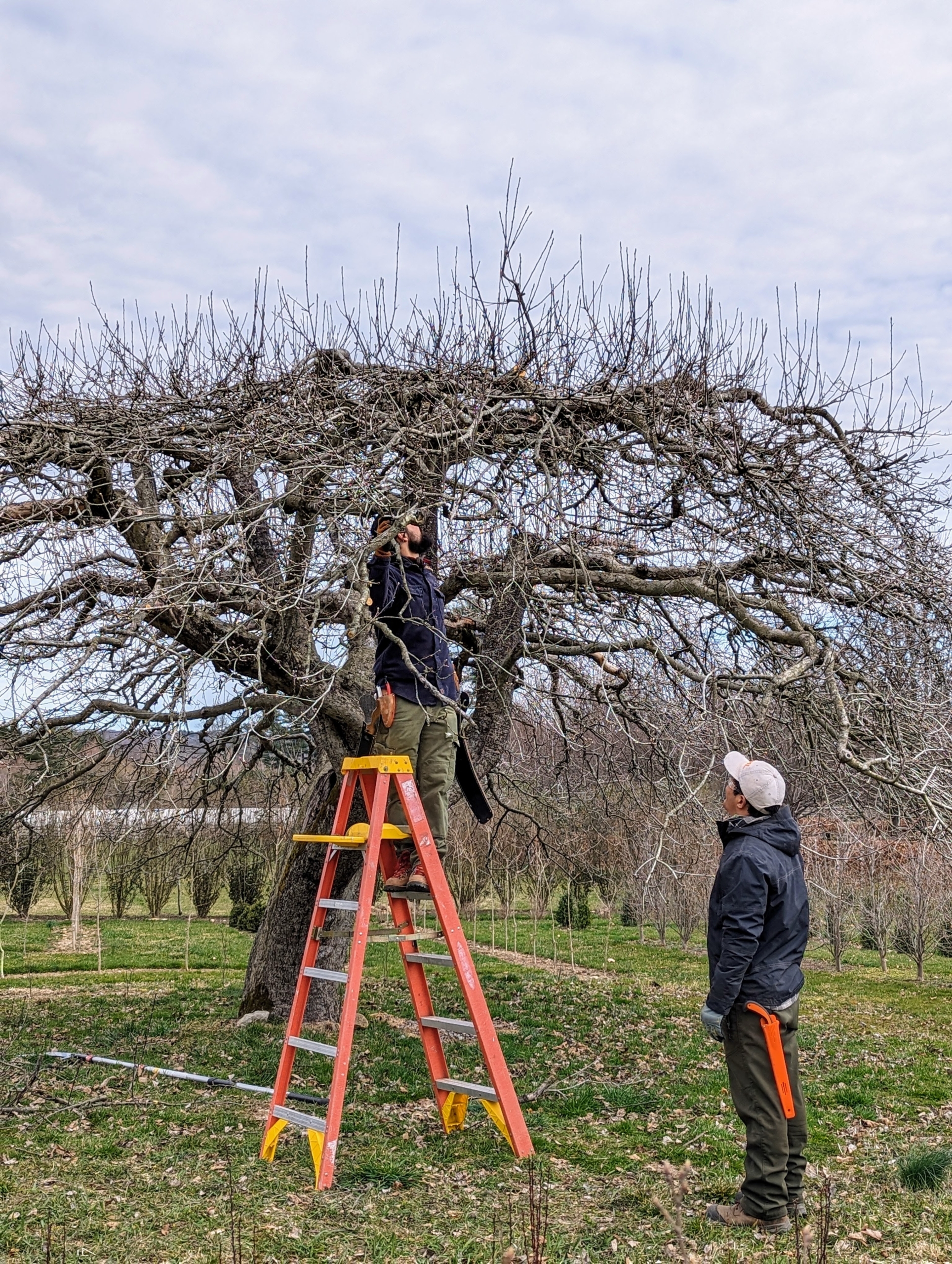 Arborist on a ladder pruning a mature apple tree while a coworker spots from the ground in Martha Stewart's orchard.(Image Source: The Martha Blog)