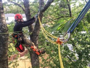 Tree Preservation – The How’s and Why’s of Cabling