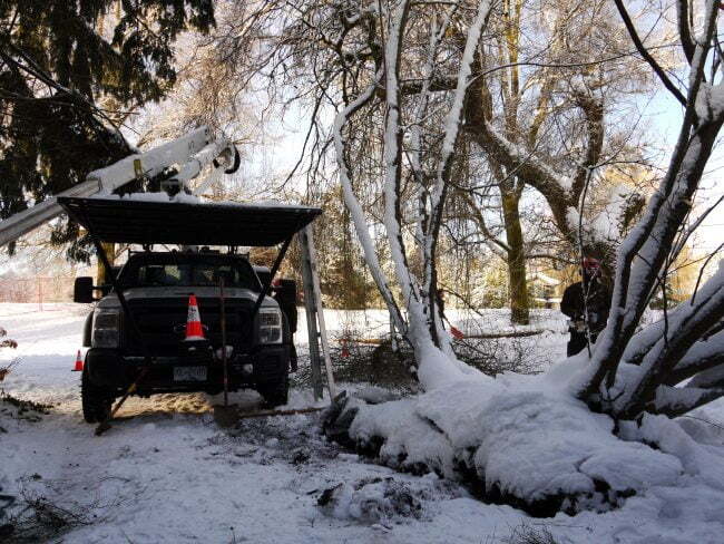 Tree Support Systems: Cabling in Action