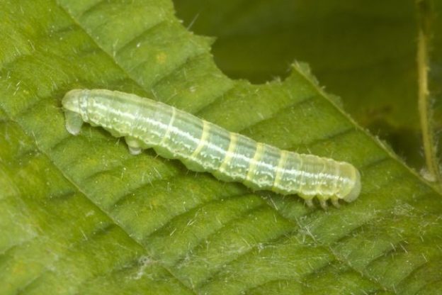 Span worms are a common pest that can be deterred by using a tree wrap like 