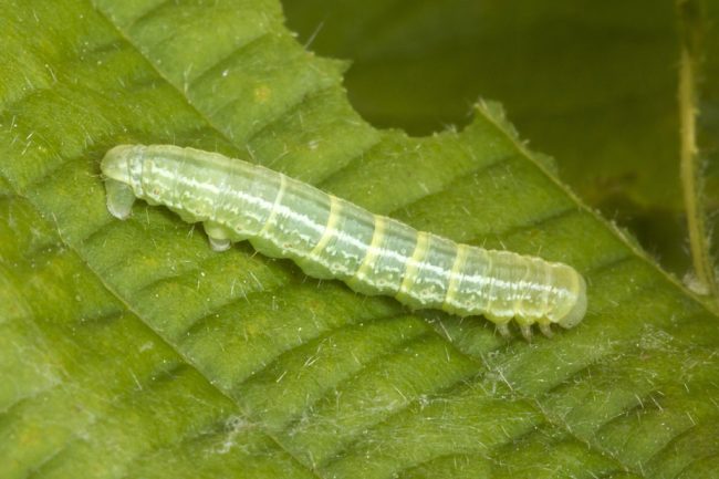Winter-Moth-CApterpillar Winter-Moth-CApterpillar
