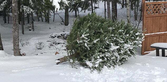 Re-purpose your Christmas tree