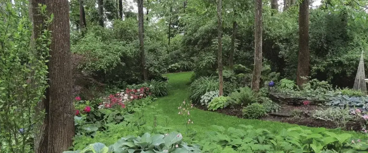 showcasing the beauty of a woodland garden