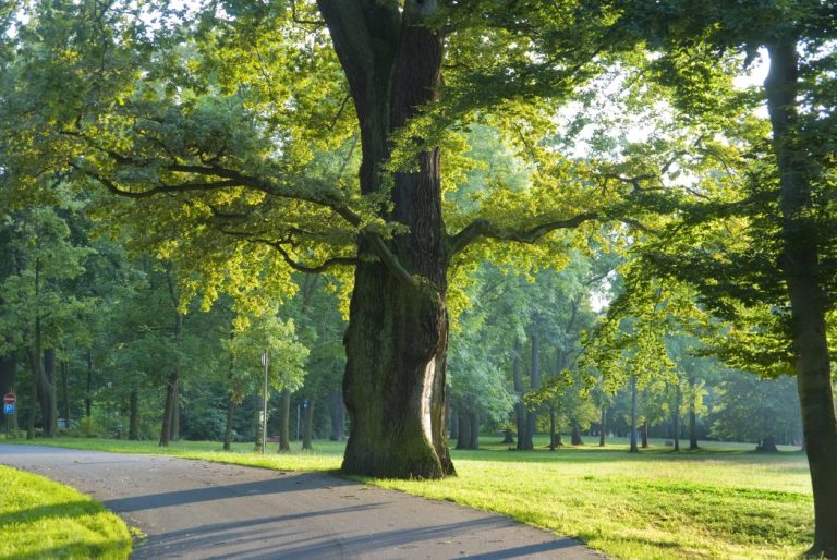Large oak tree with spreading branches in a sunlit urban park surrounded by other trees and a walking path. Large oak tree with spreading branches in a sunlit urban park surrounded by other trees and a walking path.