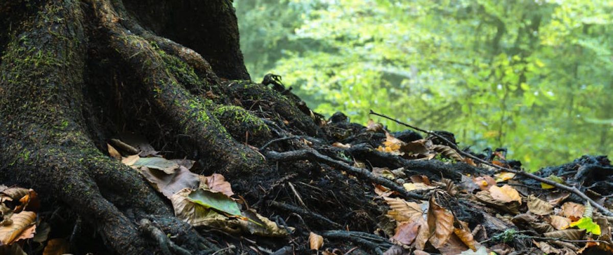 pexels-photo-1383361-1383361 A close-up view of a mossy tree root surrounded by dry leaves in a tranquil forest.