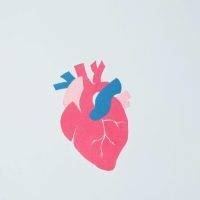 pexels-photo-9162026-9162026 Vibrant anatomical heart paper art on a clean white background.