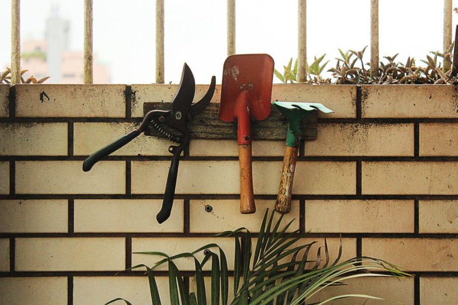 Prune your trees and bushes in the right place