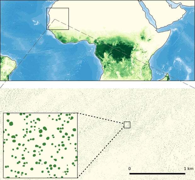 Surprise trees in the Sahara Desert