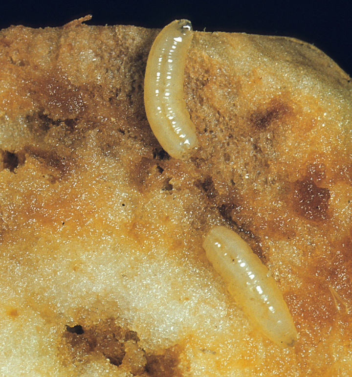 Apple maggot larvae (Image credit: R. Kriner Rutgers)