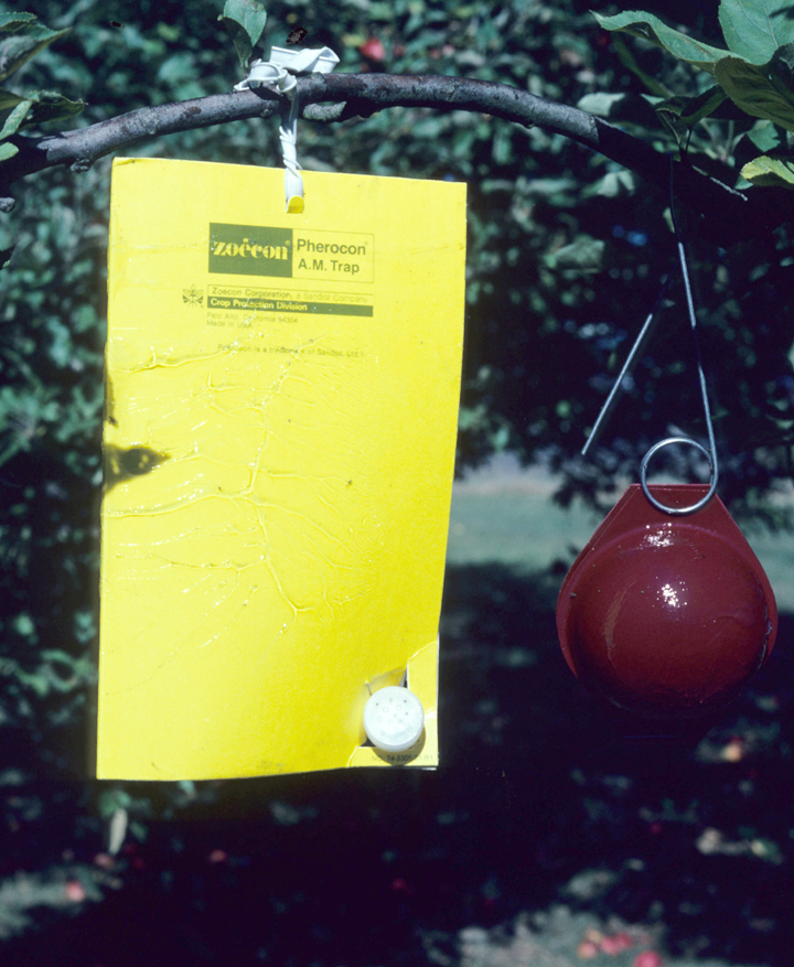 Apple maggot traps - left, yellow sticky panel- right red sphere (credit J Brunner WSU)