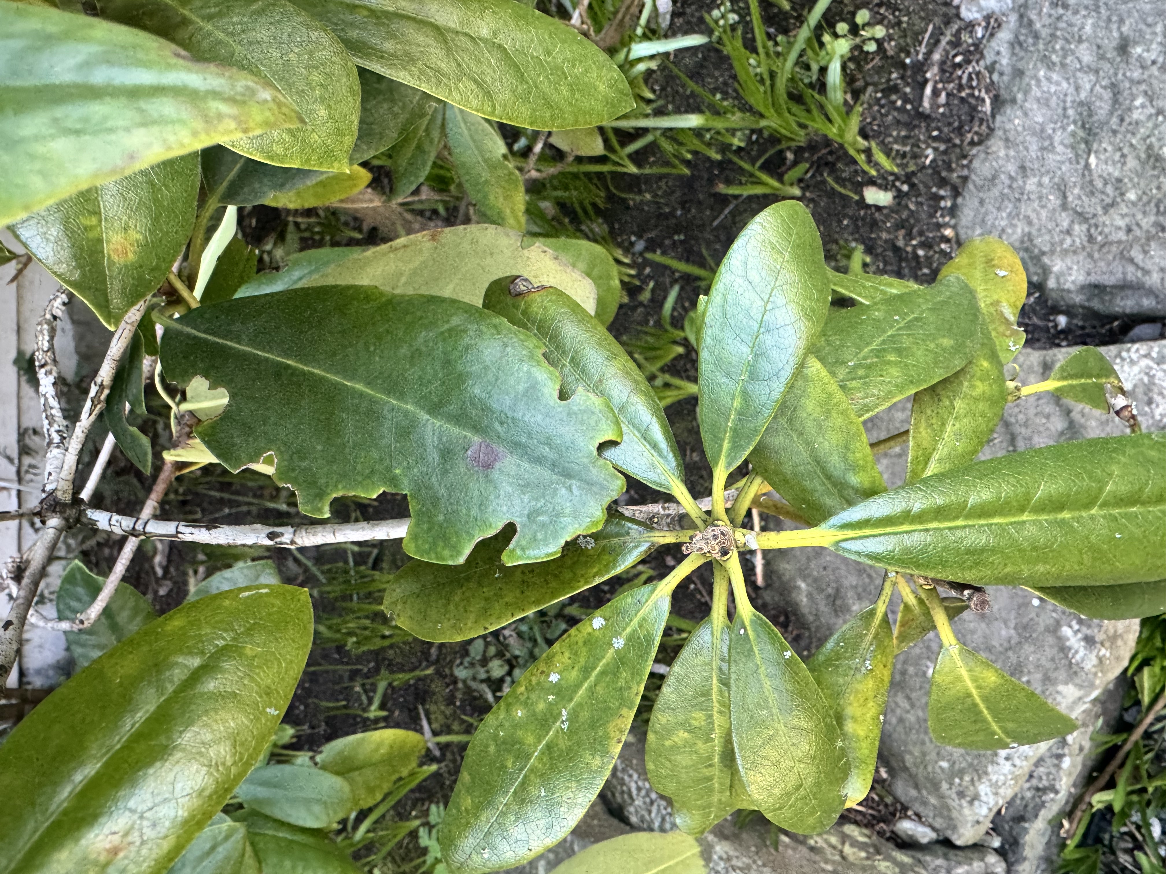 Why do these rhododendrons look terrible? Root weevils are a big problem in Vancouver, BC