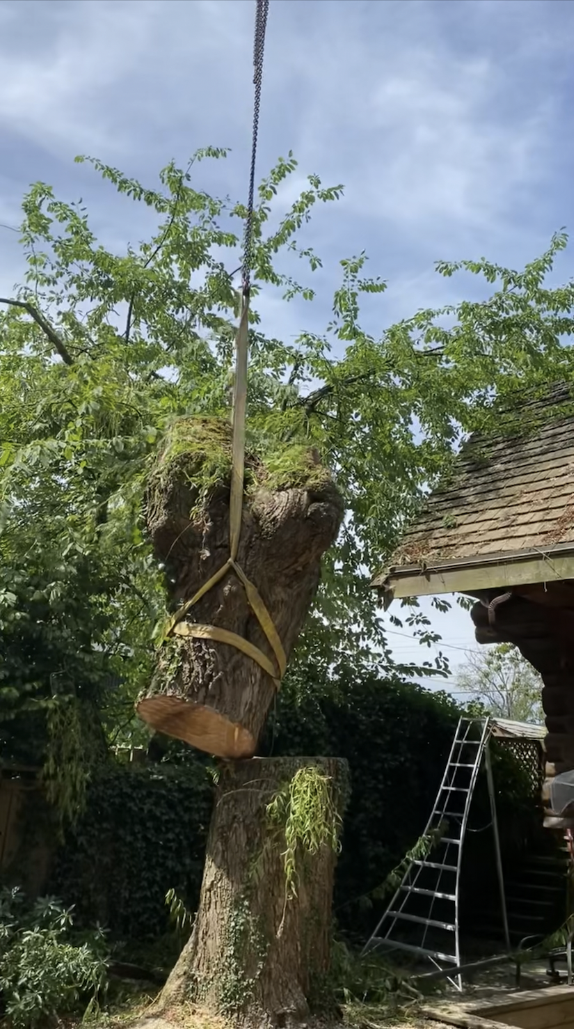 Tree Removal - A decayed willow removed with the assistance of a crane.