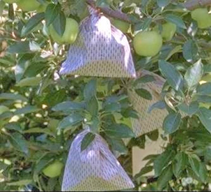 bagged apples (source UK entomology)
