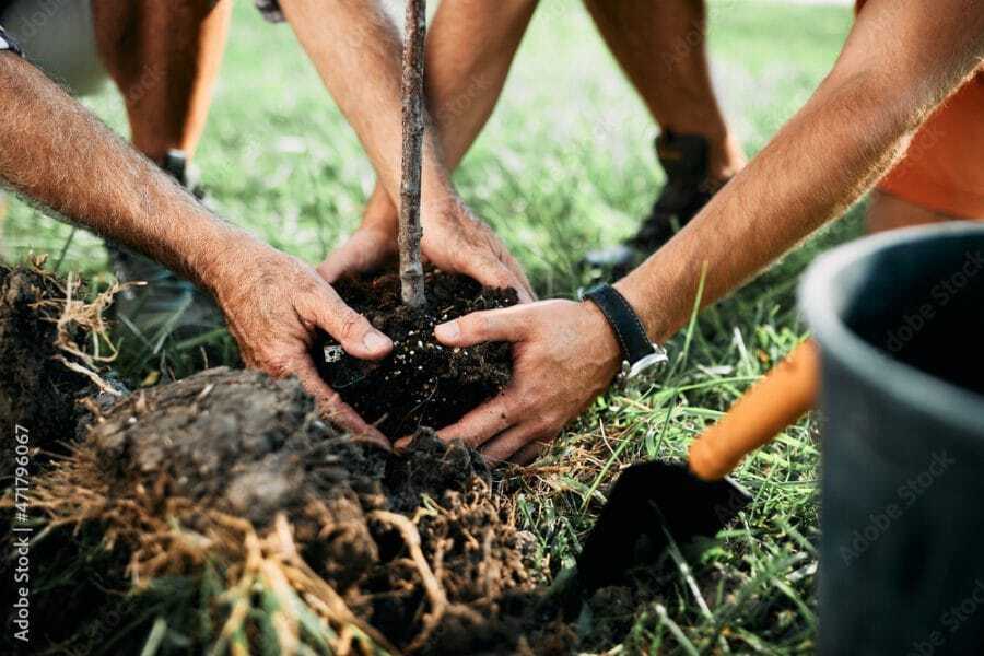 New Tree Planting