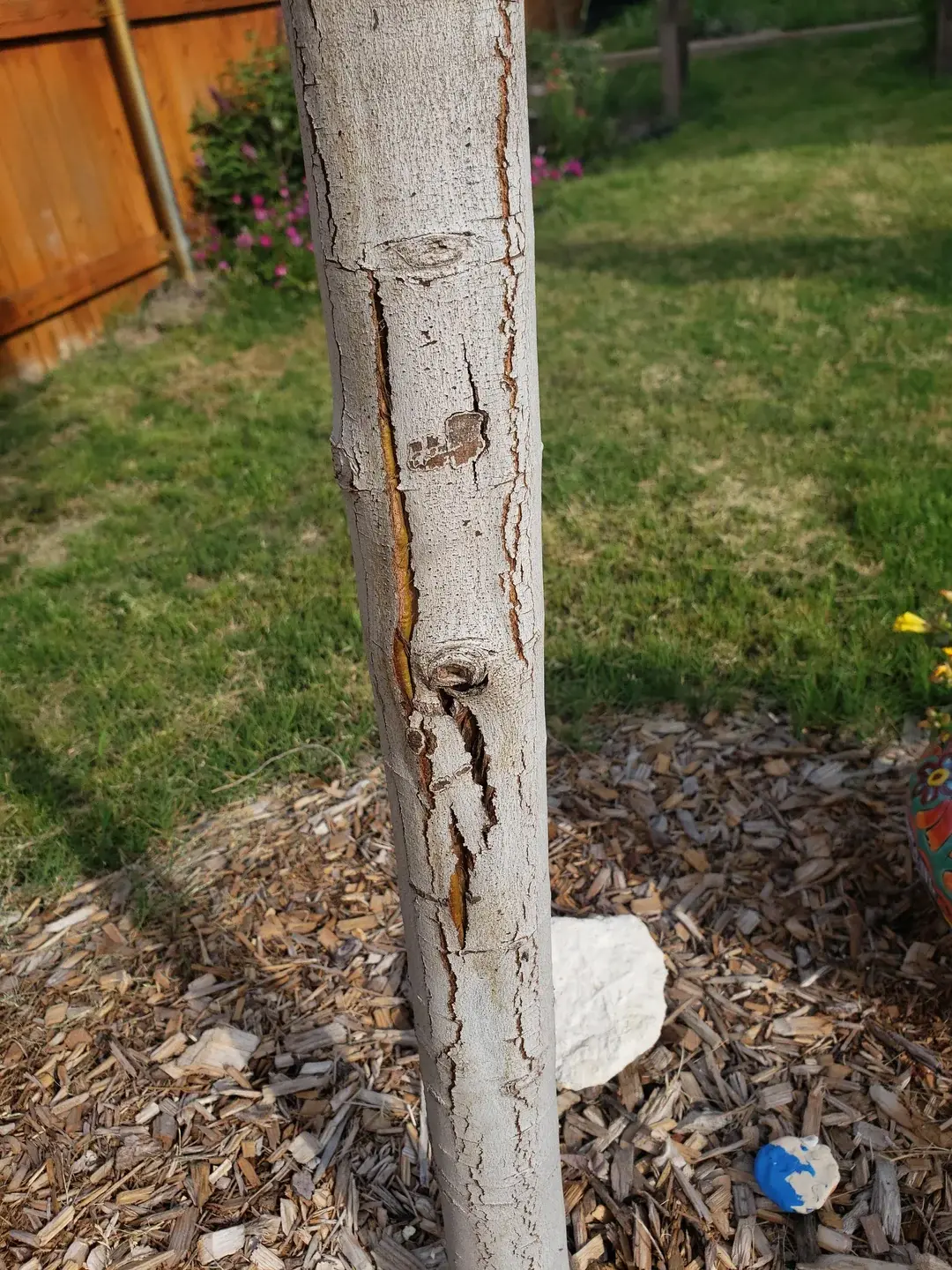 maple-tree-bark-splitting-is-this-a-problem-v0-KQdG0z2QMU30yEoiclerBMwZb1oRyJ4yu8mSVHsXLrw
