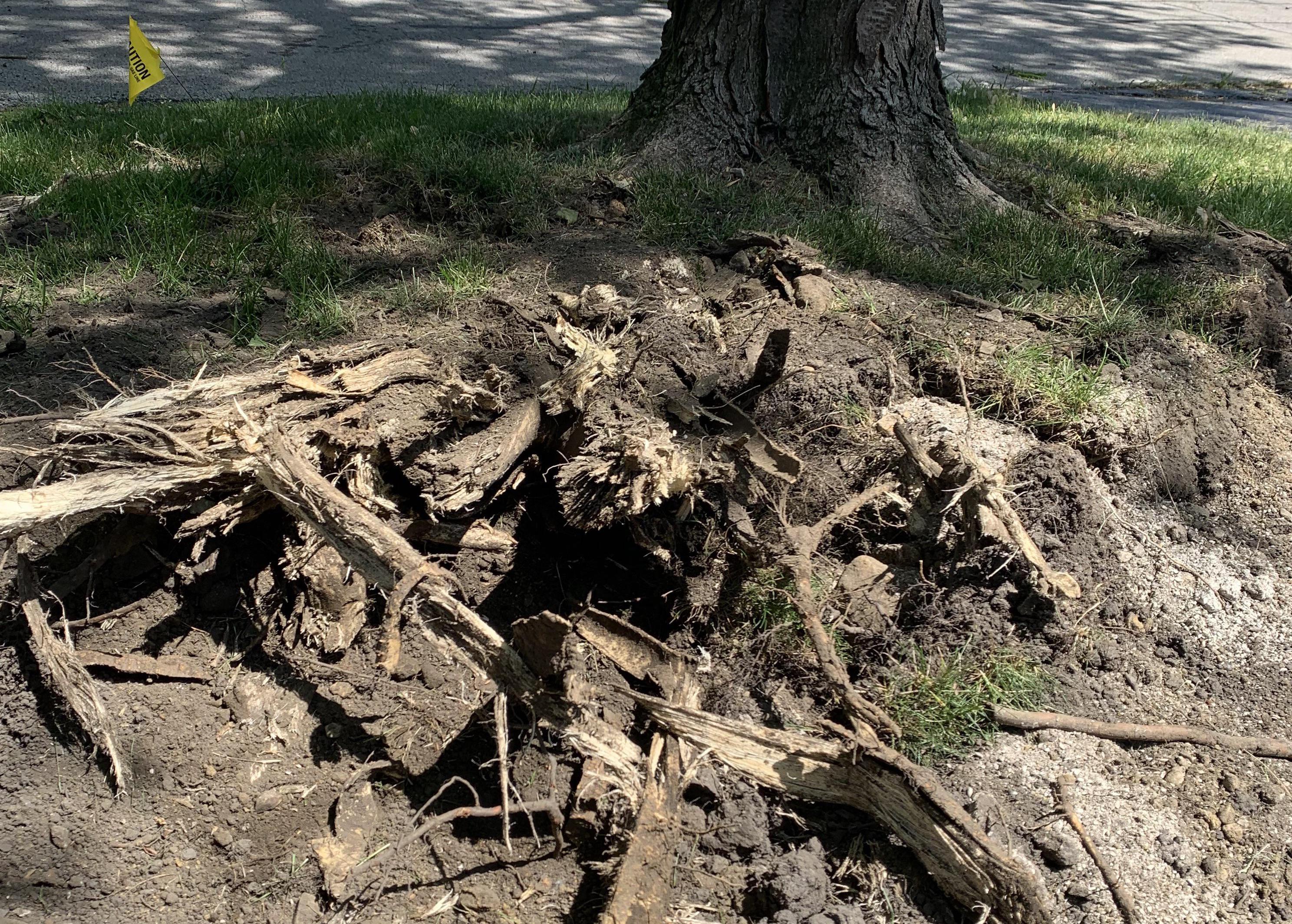will-this-damaged-tree-survive-v1